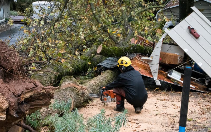 Tree worker cutting a fallen tree